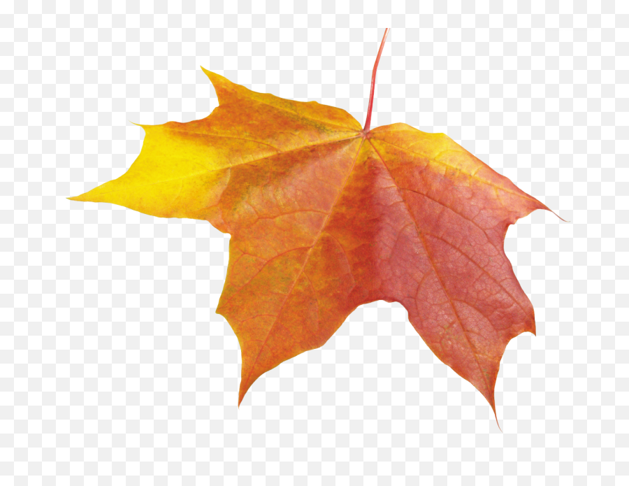 Download Free Png Autumn - Leave Autumn Png,Fall Leave Png