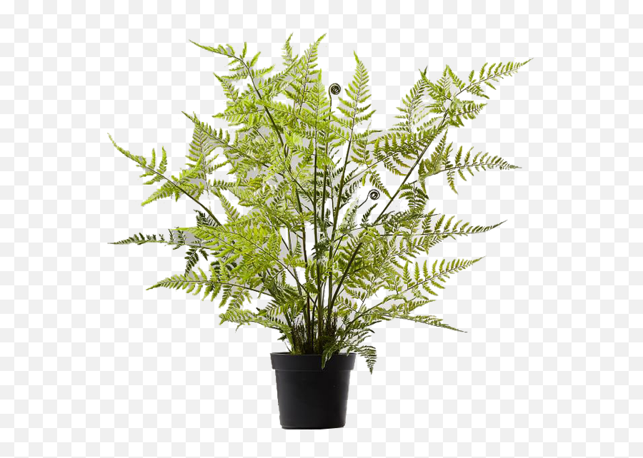 Download Potted Tree Fern Png Image With No Background - Dverglo Jysk,Fern Png