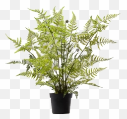 Download Potted Tree Fern Png Image With No Background - Dverglo Jysk,Fern Png