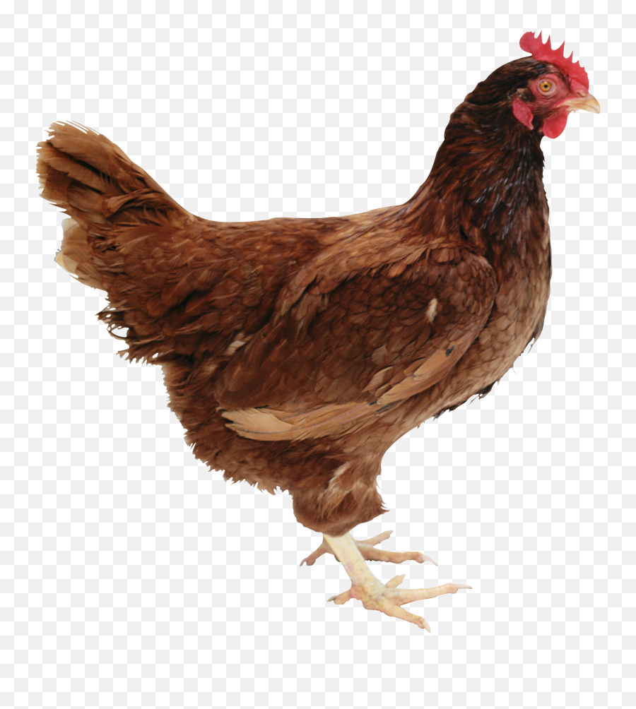 Chicken Standing Png Image - Hen Png,Chicken Head Png