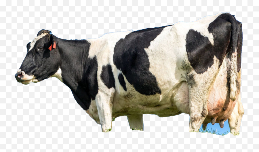 Cow Png All - Farming Cow,Cow Png