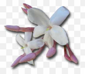 Release The Past Png Jasmine