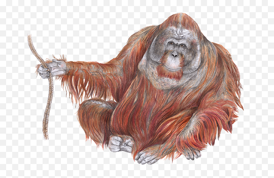 Bornean Orangutan Im Zoo Rostock Erleben - Orang Utan Drawing Png,Orangutan Png