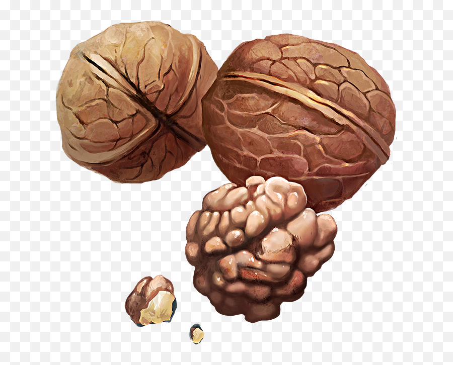 Walnuts - Official Pathologic Wiki Pathologic 2 Nuts Png,Walnut Png