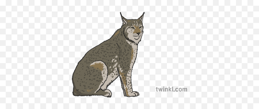 Lynx Illustration - Twinkl Cat Yawns Png,Lynx Png