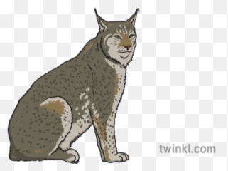 Lynx Illustration - Twinkl Cat Yawns Png,Lynx Png