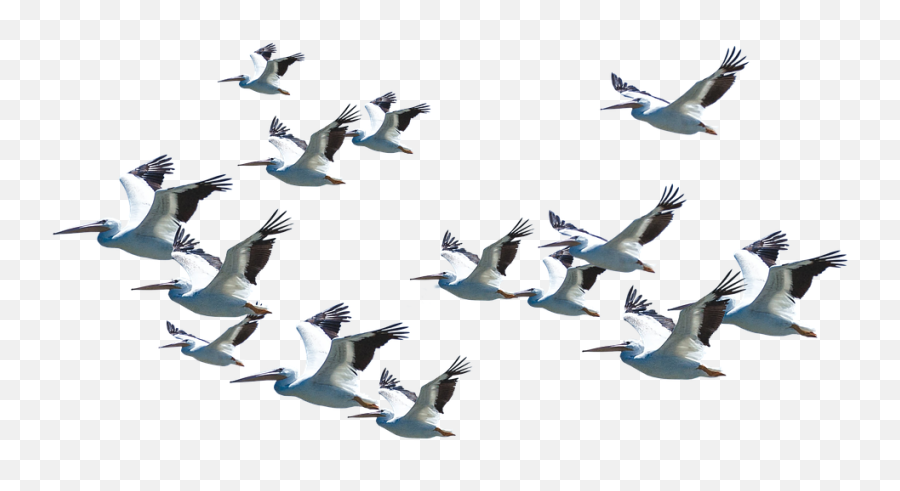 Flying Pelican Png Download Image Arts - Good Morning Quotes With Birds Flying,Doves Flying Png