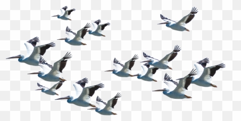 Flying Pelican Png Download Image Arts - Good Morning Quotes With Birds