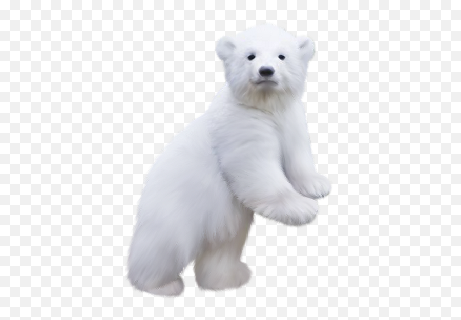 Polar Bear Cubs - Transparent Background Polar Bear Clipart Png,Polar Bear Transparent Background