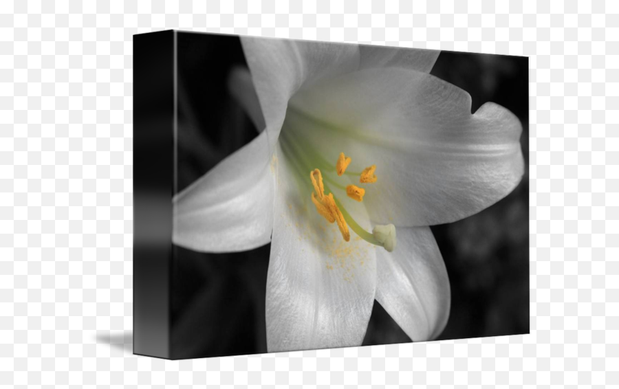 White Lily Macro - Lily Png,White Lily Png