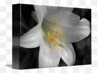 White Lily Macro - png