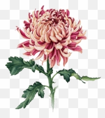 Clipart Stock Japan Painting Drawing Watercolor Flowers - Chrysanthemum Flower With Stem Png,Chrysanthemum Png