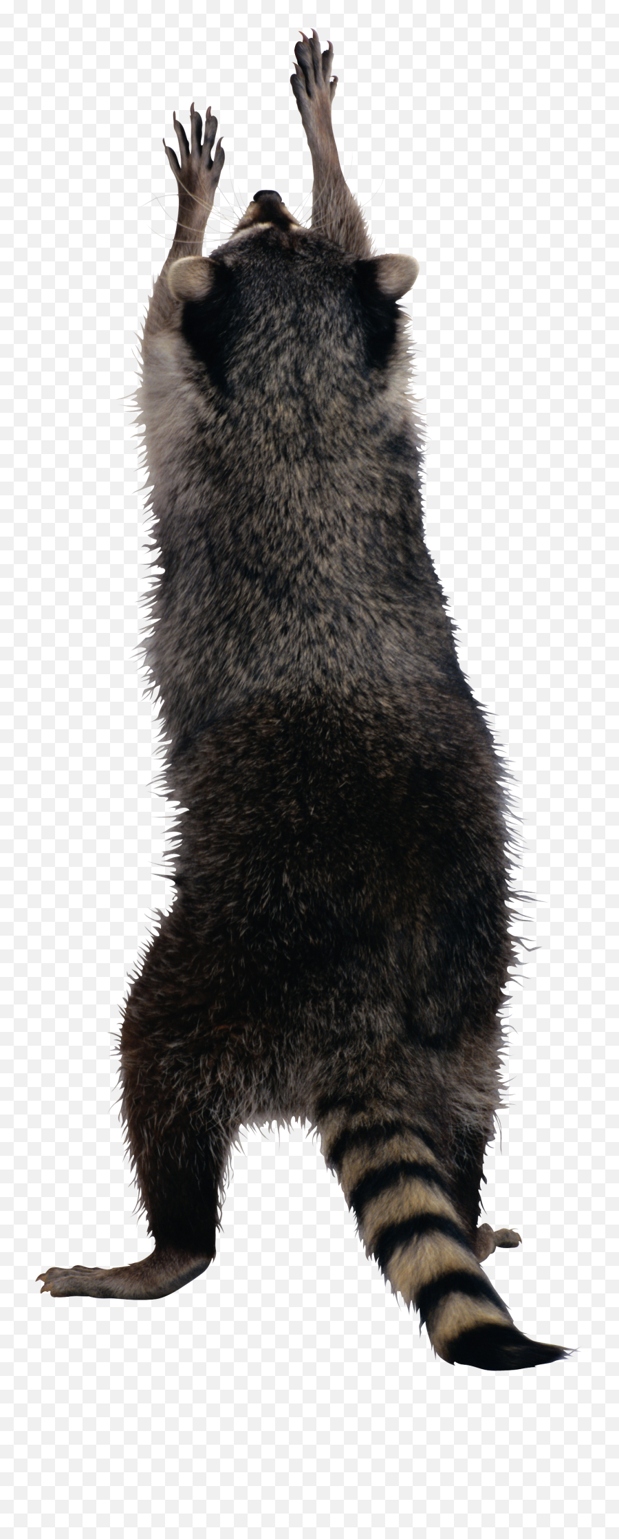Raccoon Png - Raccoon Png,Raccoon Transparent Background