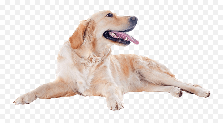 Golden Retriever Dog No Background Png - Dog No Background Png,Cute Dog Png