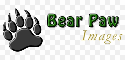 Bear Paw Images - Dot Png,Bear Paw Png