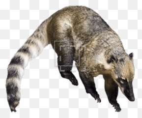 Racoon - like Animal Thatu0027s Not Immediate Entourage Animals Similar To png