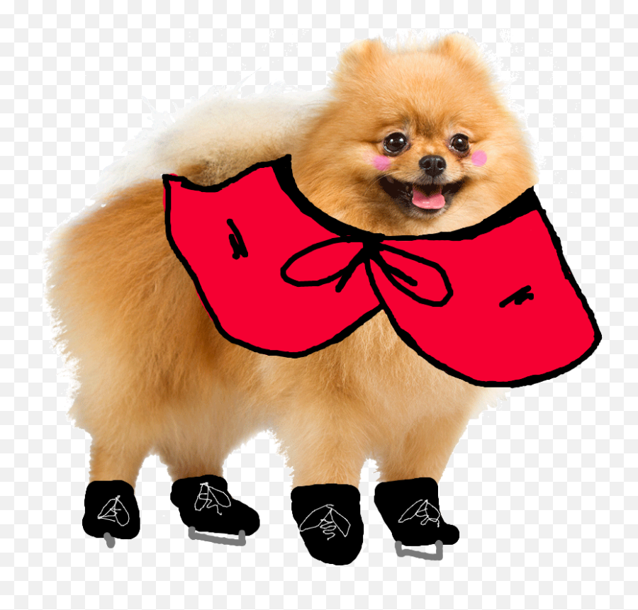 Png - Beautiful Dog Images Download,Pomeranian Png