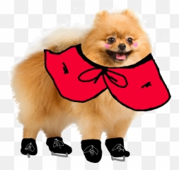 Png - Beautiful Dog Images Download,Pomeranian Png