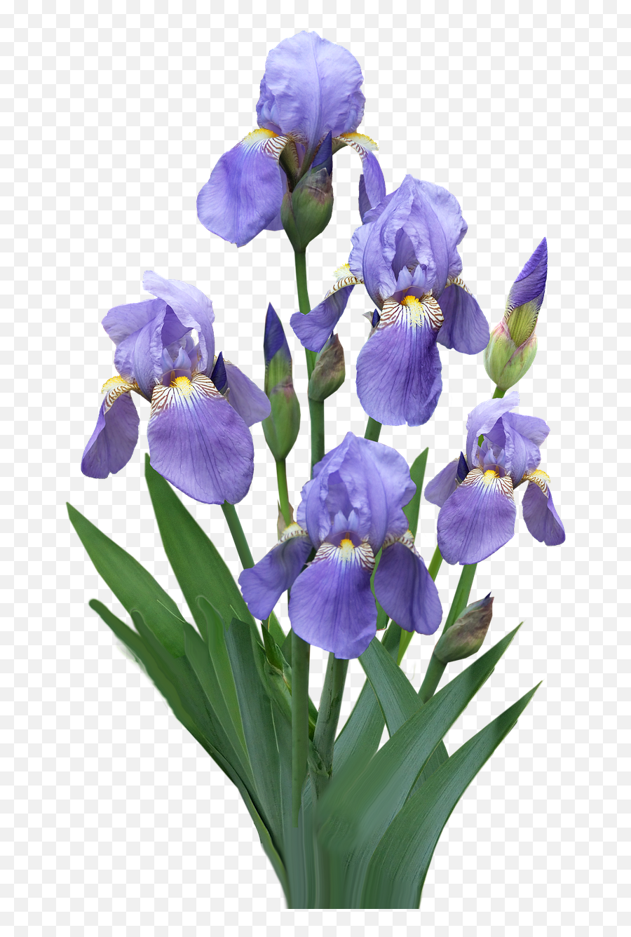 Purple Flowers Iris - Algerian Iris Png,Iris Flower Png