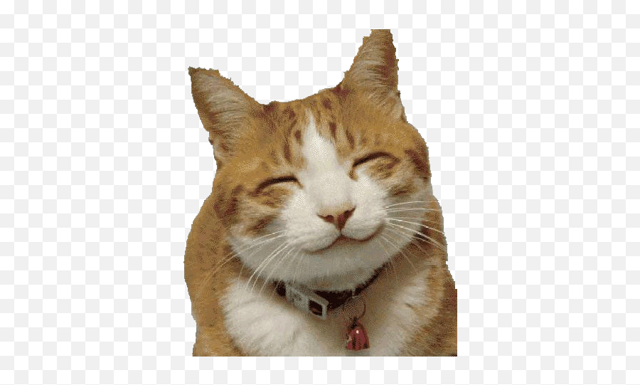 Cat Fansite - Sad Cat But Happy Png,Cute Cat Transparent