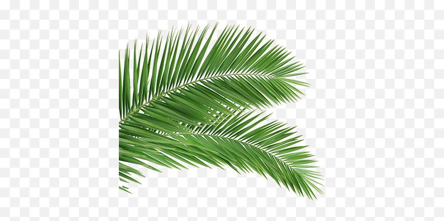 Palm Leaves Clipart Png Images Tree