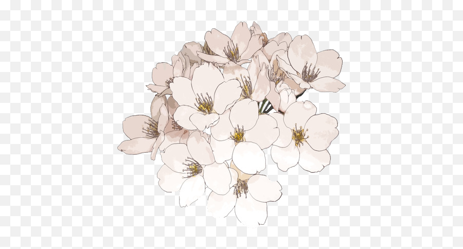 Clipcookdiarynet - Cherry Blossom Clipart Transparent Transparent Anime Flower Png,Cherry Blossoms Transparent