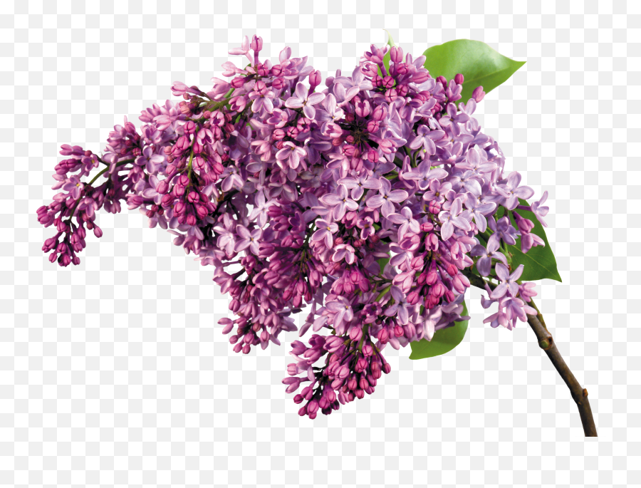 Lilac Png Wisteria
