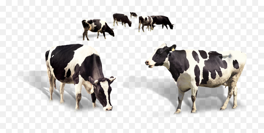 Download Free Cow Dairy Milk Taurus Cattle Png Image High - Transparent Indian Cow Png,Dairy Icon