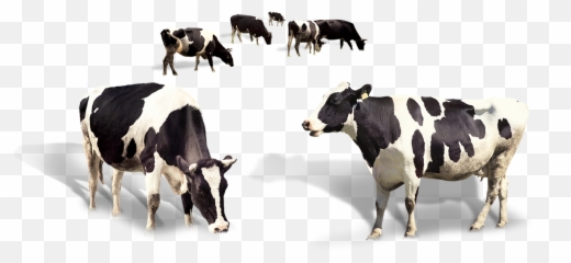 Download Free Cow Dairy Milk Taurus Cattle Png Image High - Transparent Indian Png
