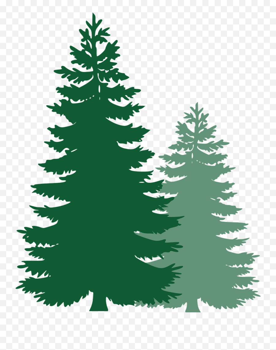 Spruce Trees Evergreen Tree - Pine Tree Clip Art Png,Pine Branch Png