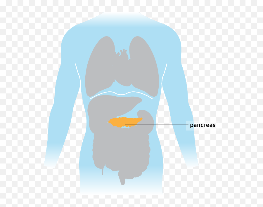 Pancreas - For Adult Png,Pancreas Icon