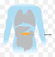 Pancreas - For Adult png