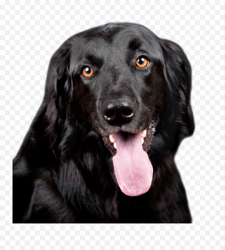 Black Dog Png Image - Purepng Free Transparent Cc0 Png,Dog Png Transparent