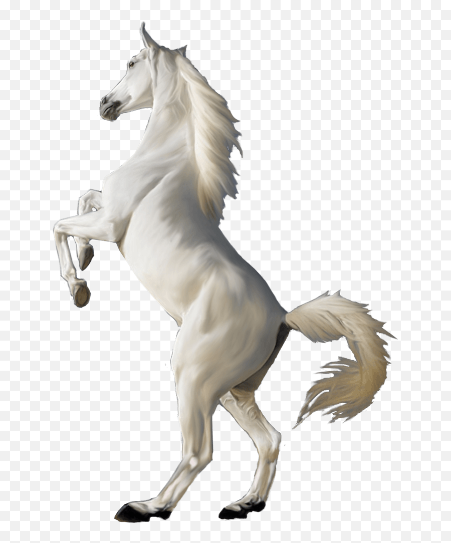 Download White Horse Png Image Hq - Jumping White Horse Png,White Horse Png