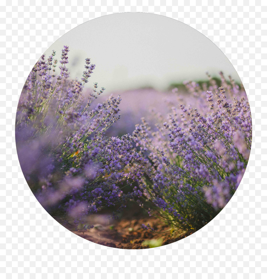 Hope Nation - Hope Nation Lavender Fields Backgroun Png,Icon Sweet Dreams