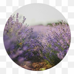 Hope Nation - Lavender Fields Backgroun png