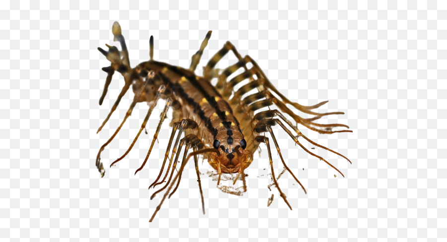 Centipede Png Images Download Transparent - House Centipede,Centipede Icon