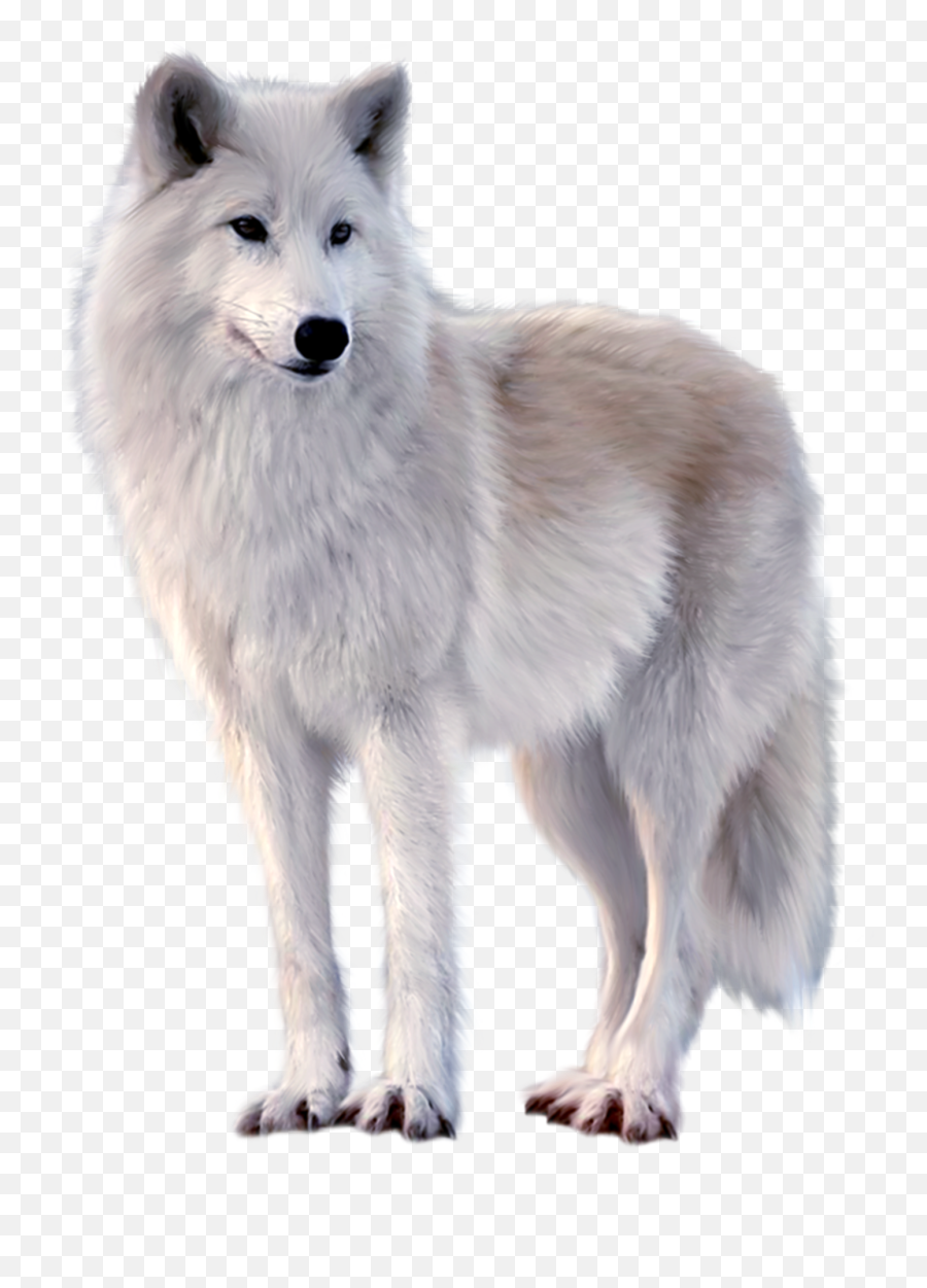 White Fox Png Image Free Download - Wolf Png Free,Fox Png