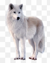 White Fox Png Image Free Download - Wolf Png Free,Fox Png