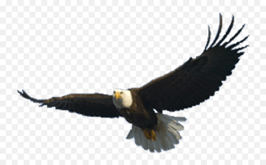 Free Transparent Png Images - Flying Eagle Transparent Background,Bald Eagle Transparent