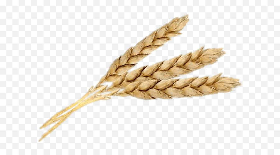 Three Wheat Spikes Transparent Png - Wheat Jpg,Wheat Transparent Background