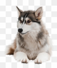 Husky Png - Husky Siberiano,Husky Png