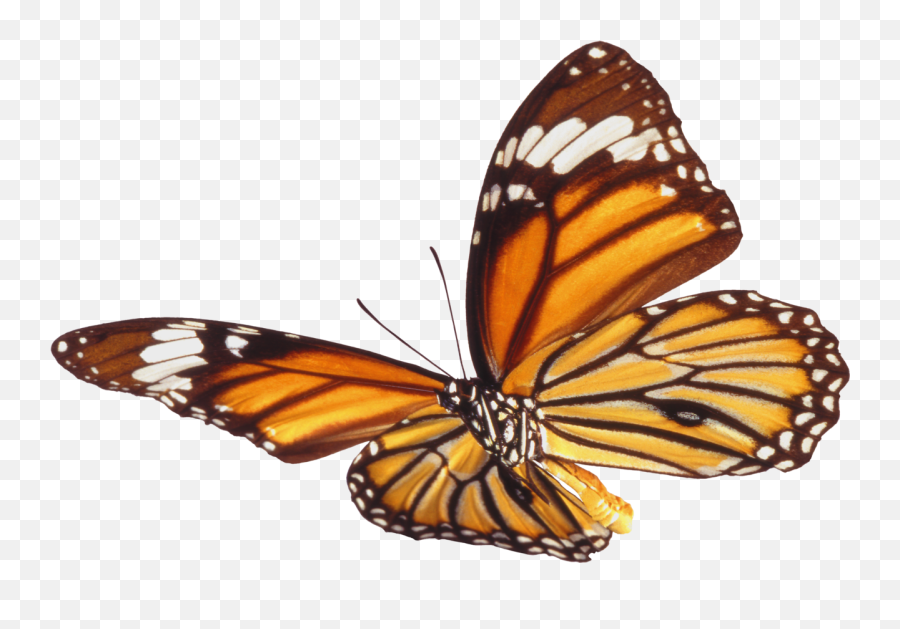 Download Butterfly Png 7 - Butterfly Png Real,Monarch Butterfly Png