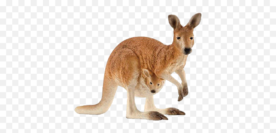 Kangaroo Png Free Images