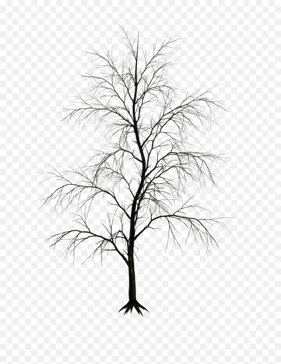 Winter Trees Png 6 Image - Dark Trees Png,Winter Tree Png