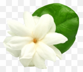 Jasmine Flower Png Picture - Jasmine Flower Clip Art,Jasmine Png