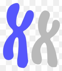 Innovative Genomics Institute - Transparent Background Chromosome Clip Art png