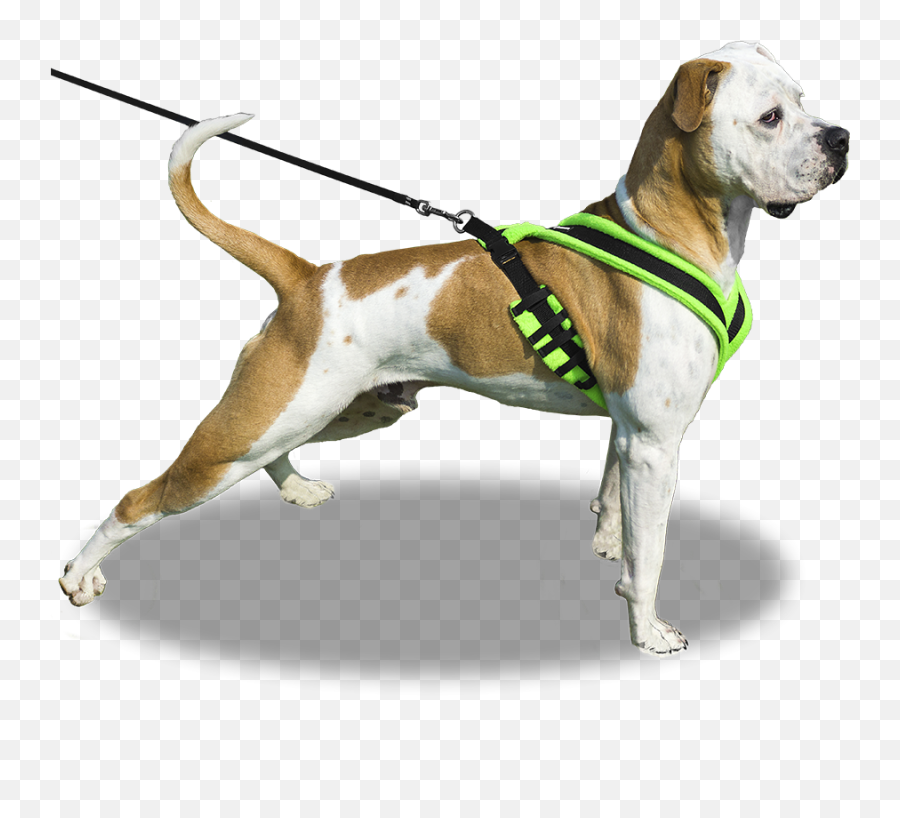 Download Our - Dog Leash Png,Leash Png