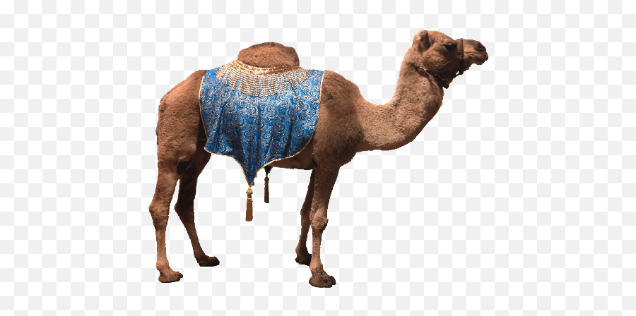 Download Hd Camel Png Images - Camels Images Png,Camel Transparent