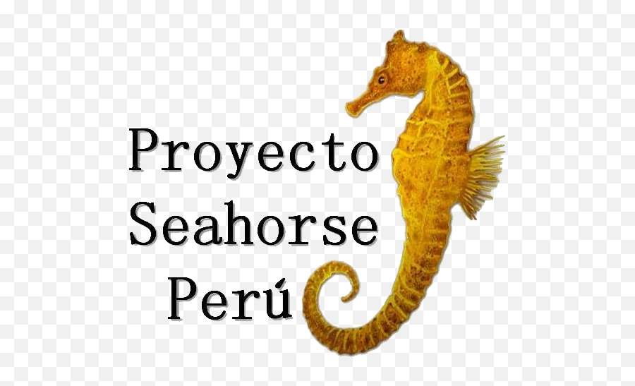 Proyecto Seahorse Peru The Trust - Seahorse Peru Png,Sea Horse Png